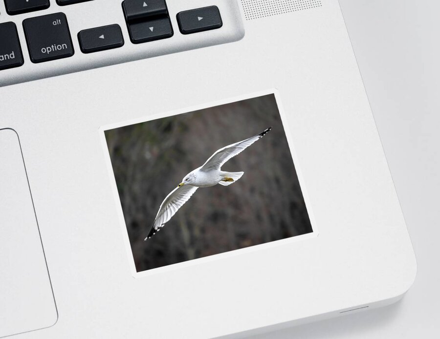 Bird Sticker featuring the photograph Ring-billed Gull by Rick Nelson