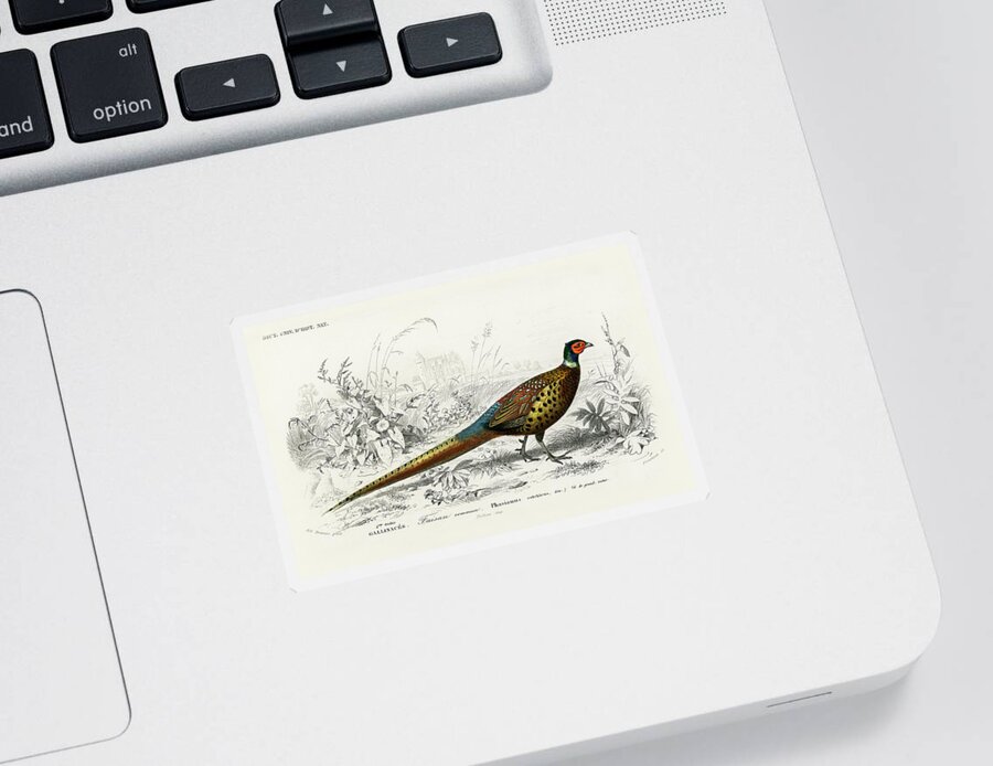 Ring-necked Pheasant Sticker featuring the mixed media Ring-necked Pheasant by World Art Collective
