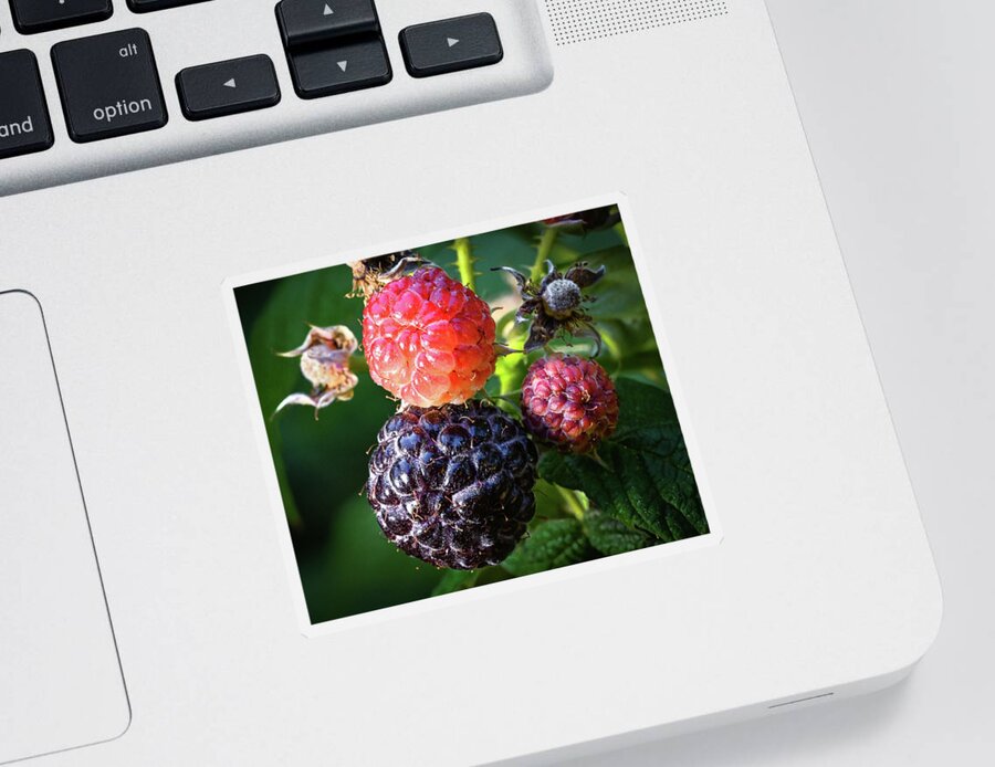 Blackberries Sticker featuring the photograph Ripening Blackberries by Steven Nelson