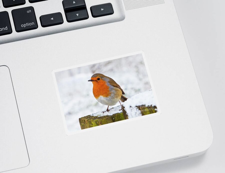 Erithacus Rubecula Sticker featuring the photograph Robin redbreast in the snow, England by Neale And Judith Clark