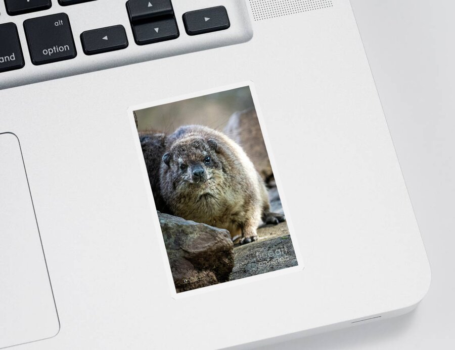 David Levin Photography Sticker featuring the photograph Rock Hyrax Looking at You by David Levin