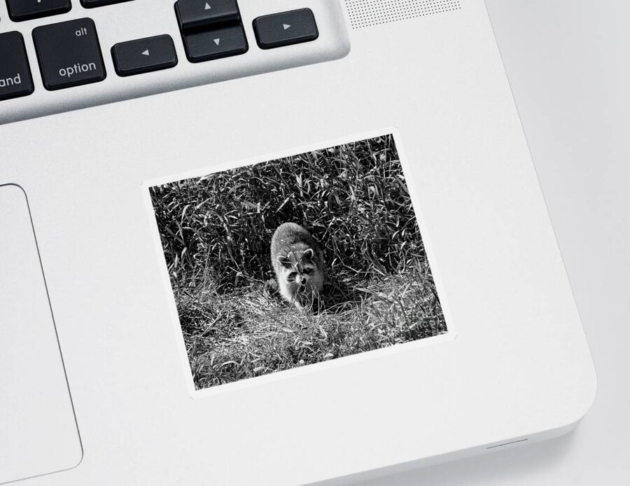 Florida Sticker featuring the photograph Rookery Racoon - BW by Chris Andruskiewicz