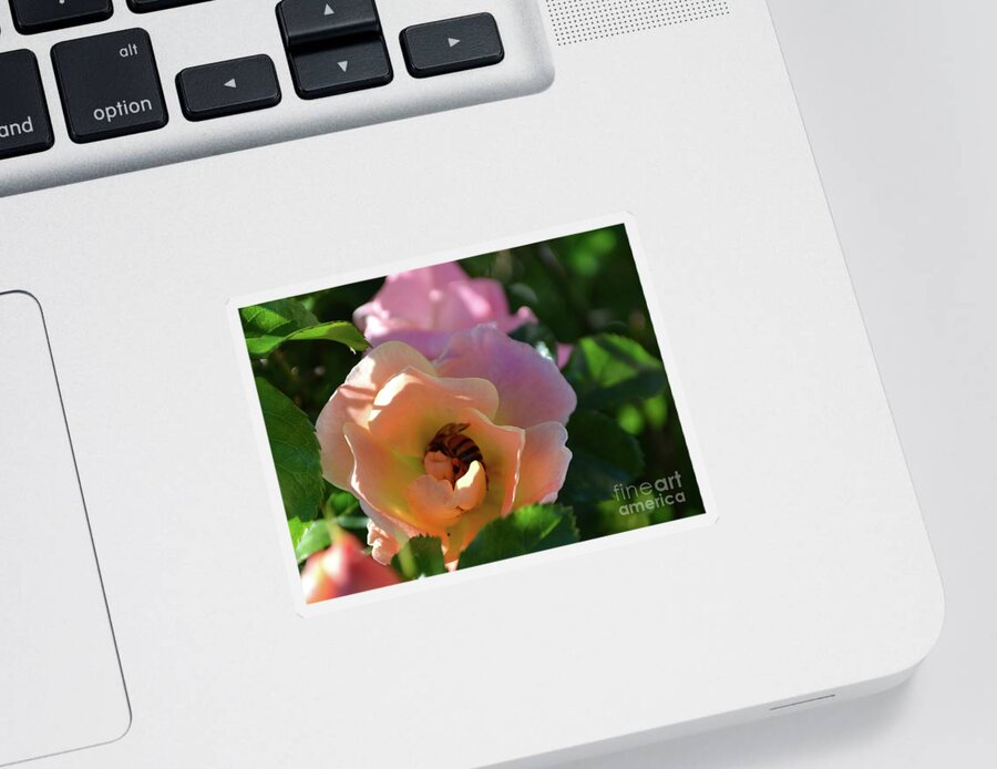 Rose Photography Sticker featuring the photograph Rose and Bee in the Sunshine by Expressions By Stephanie