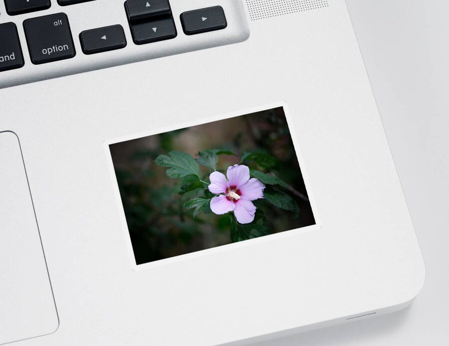 Flower Sticker featuring the photograph Rose of Sharon by DArcy Evans