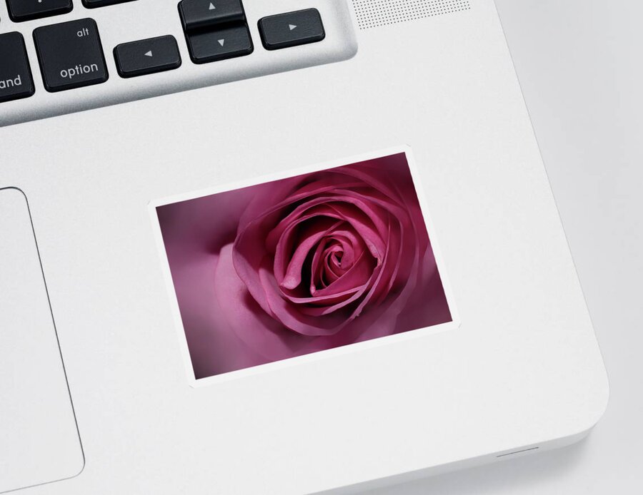 Rose Sticker featuring the photograph Rose by Mingming Jiang