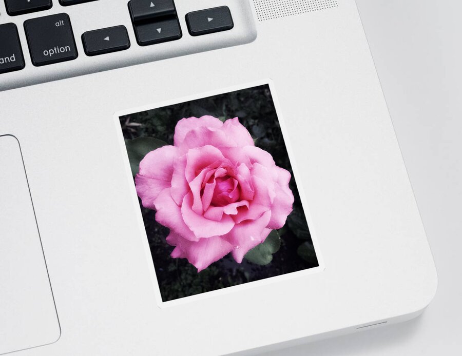 Pink Sticker featuring the photograph Rose by Tanja Leuenberger