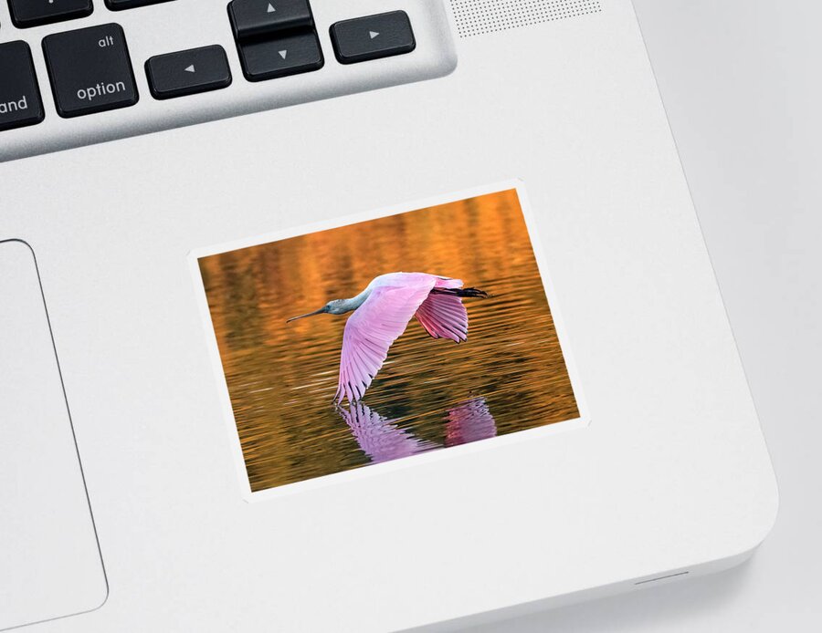Roseate Spoonbill Sticker featuring the photograph Roseate Spoonbill 1398-110621-2 by Tam Ryan