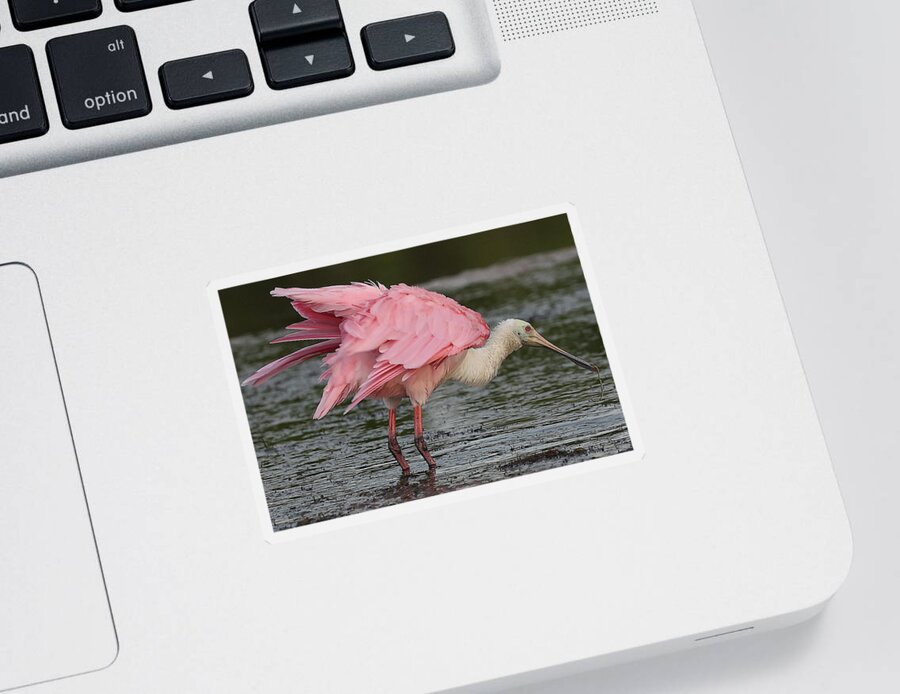 Roseate Spoonbill Sticker featuring the photograph Roseate Spoonbill 14 by Mingming Jiang