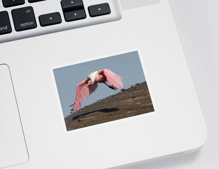 Roseate Spoonbill Sticker featuring the photograph Roseate Spoonbill 8 by Mingming Jiang