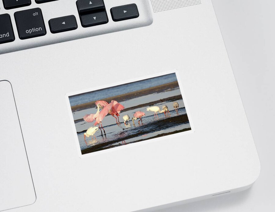 Roseate Spoonbill Sticker featuring the photograph Roseate Spoonbill 9 by Mingming Jiang