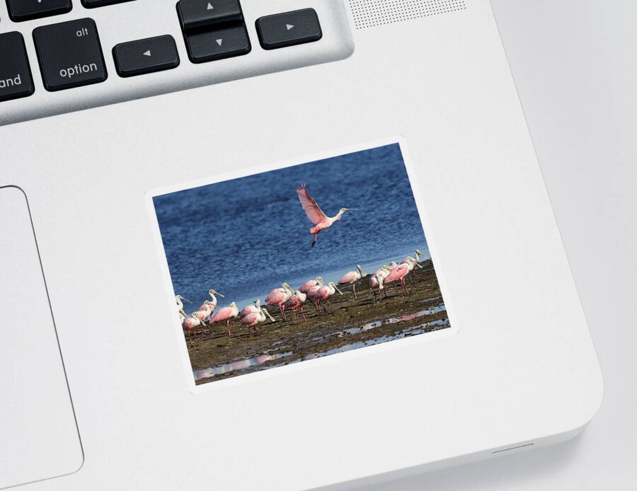 Roseate Spoonbill Sticker featuring the photograph Roseate Spoonbills Gather Together 5 by Mingming Jiang