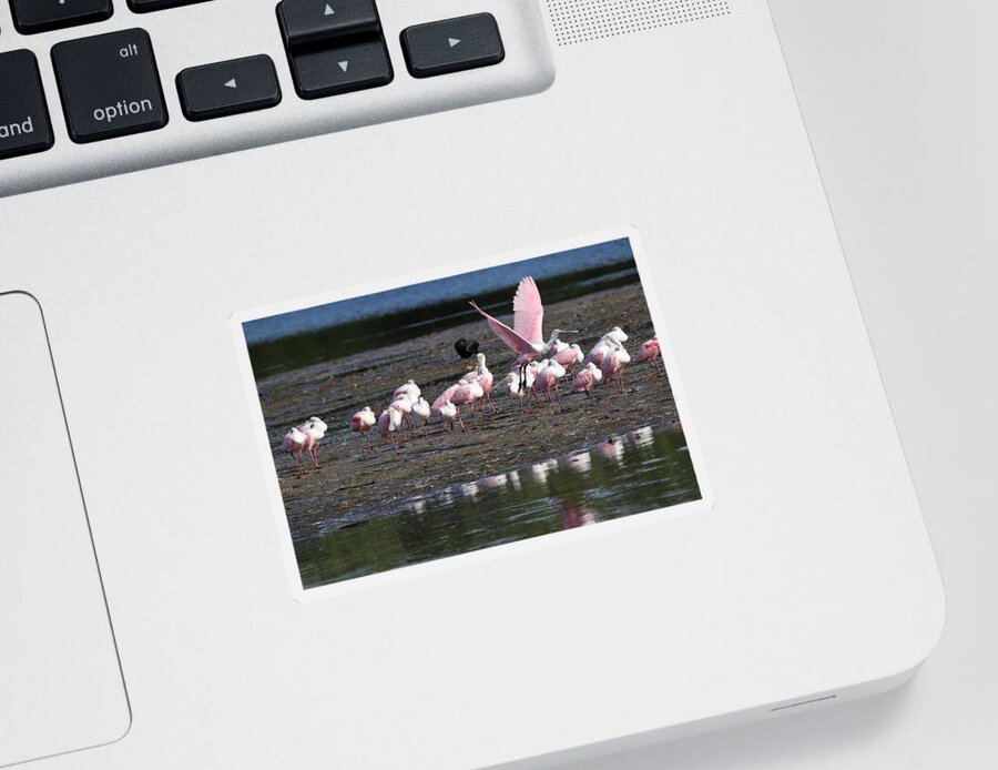 Roseate Spoonbill Sticker featuring the photograph Roseate Spoonbills Gather Together by Mingming Jiang