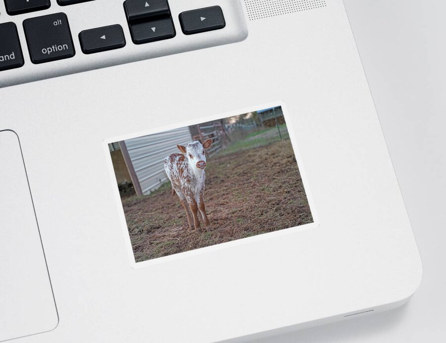Longhorn Calf Picture Sticker featuring the photograph Rosebud- Texas longhorn Calf by Cathy Valle