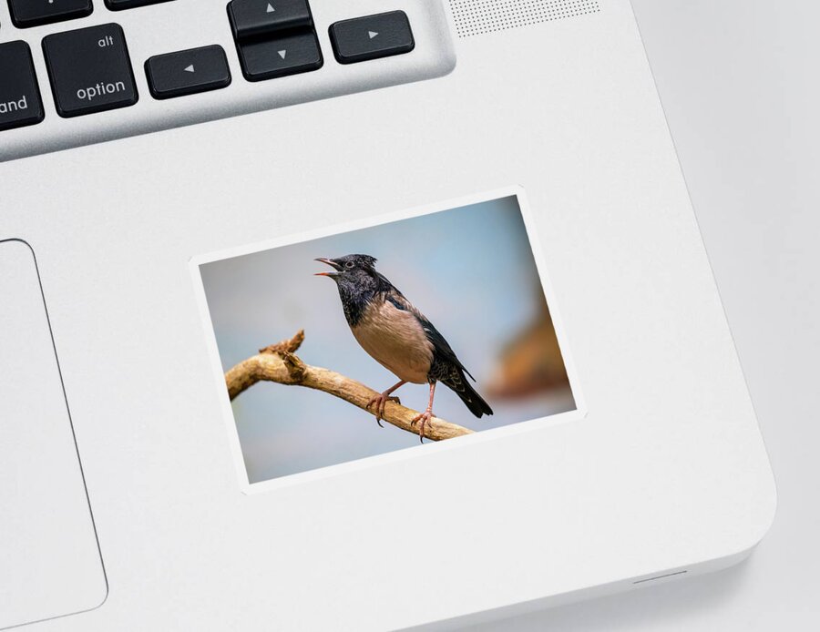 Rosy Sticker featuring the photograph Rosy Starling Bird On Branch by Artur Bogacki