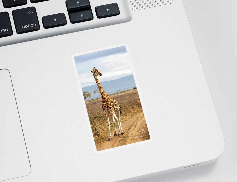 Kenya Sticker featuring the photograph Rothschild's Giraffe walking along a dirt track, Lake Nakuru Nat by Jane Rix