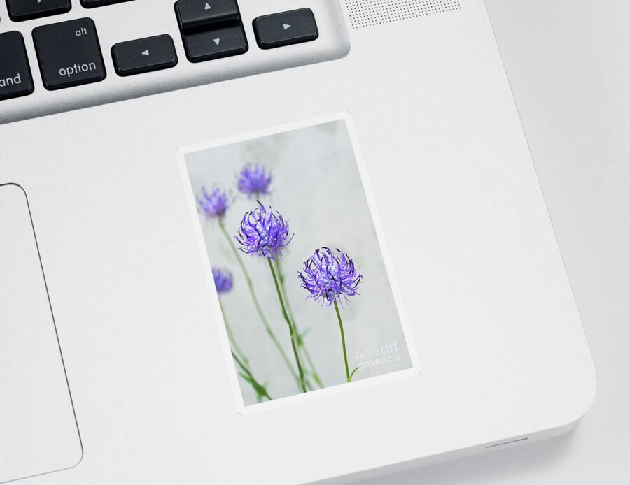 Round Headed Rampion Sticker featuring the photograph Round Headed Rampion Flowers by Tim Gainey