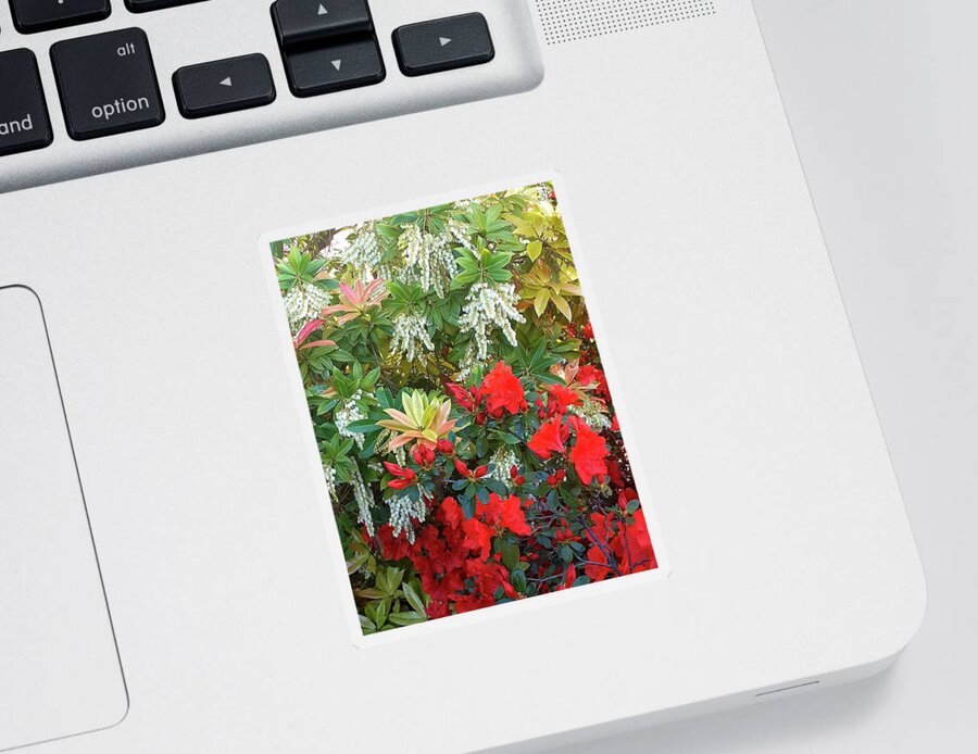 Photograph Sticker featuring the photograph Royal Botanic Garden. Madrid by Carolina Prieto Moreno