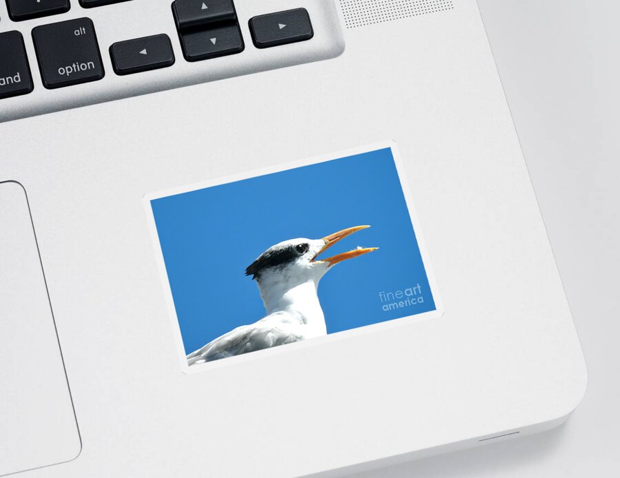 Royal Tern Sticker featuring the photograph Royal Laughing by Beth Myer Photography