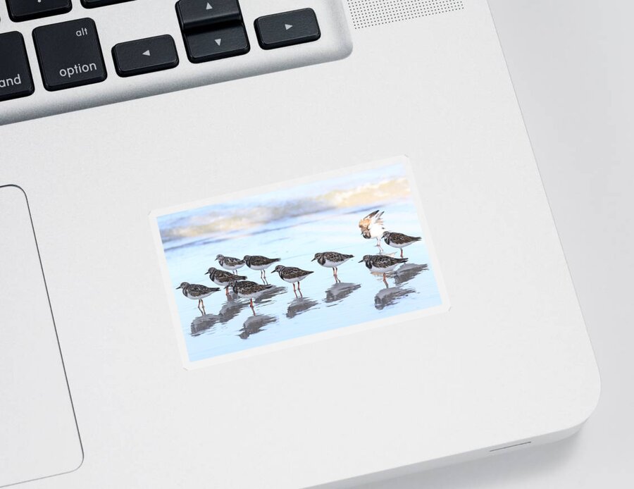 Ruddy Turnstones Sticker featuring the photograph Ruddy Turnstones by Mingming Jiang
