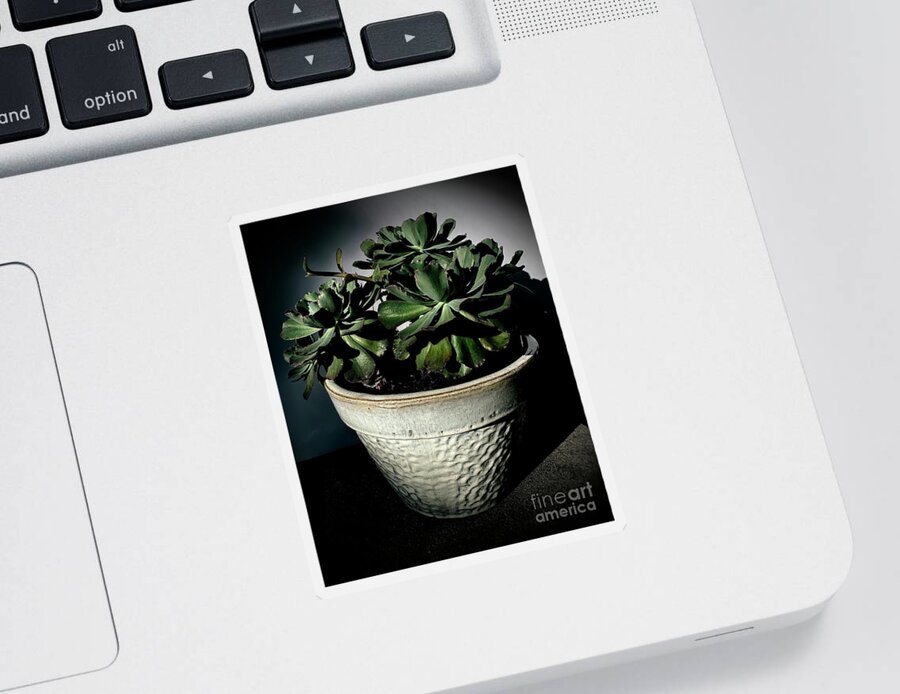 Ruffle Cactus Sticker featuring the photograph Ruffle Cactus by Luther Fine Art