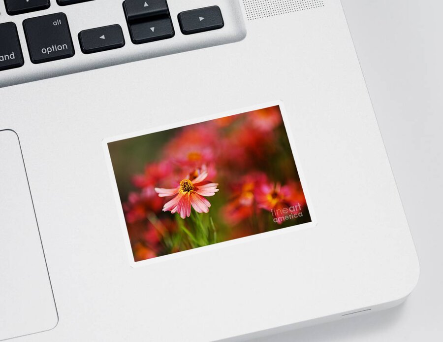 Tickseed Sticker featuring the photograph Rum Punch Plant Warmth Coreopsis by Joy Watson