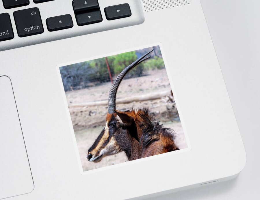 Sedona Sticker featuring the photograph Sable Antelope by Al Judge