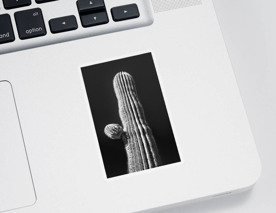 Atmospheric Sticker featuring the photograph Saguaro with Starter Arm #2 by Jennifer Wright