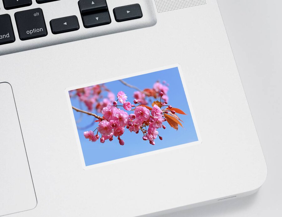 Pink Blossom Sticker featuring the photograph Sakura in a blue sky by Maria Meester