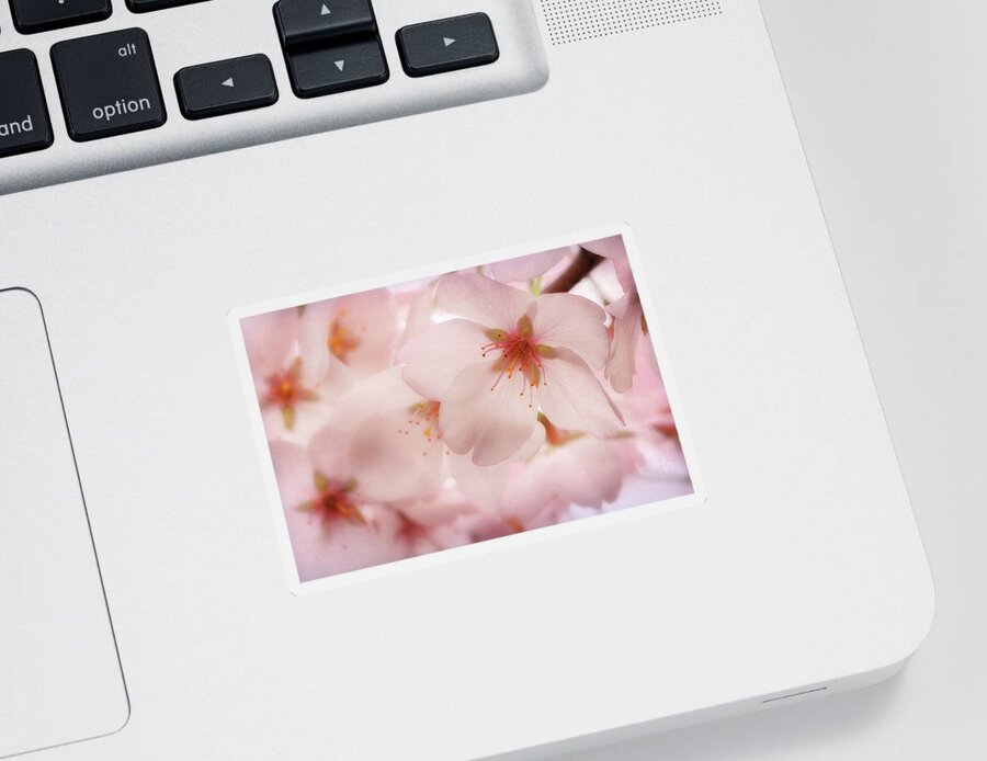 Cherry Blossoms Sticker featuring the photograph Sakura by Susan Rissi Tregoning