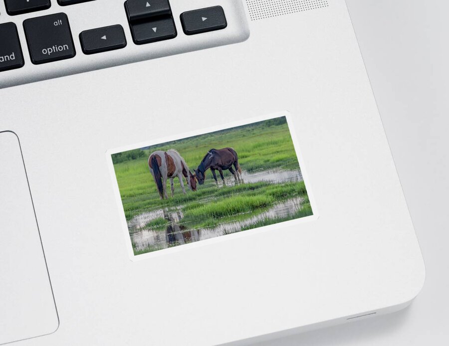 Chincoteague Island Sticker featuring the photograph Saltwater Ponies of Chincoteague Island by Marcy Wielfaert