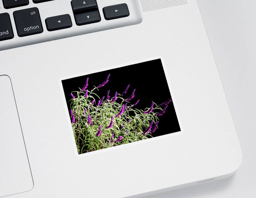 Attraction Sticker featuring the photograph Salvia leucantha purple velvet on natural black background by Jean-Luc Farges