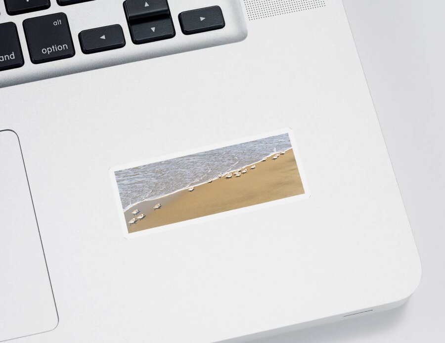 Sea Birds Sticker featuring the photograph Sanderlings On The Beach by Michael Hope