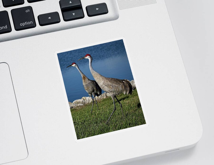 Nature Sticker featuring the photograph Sandhill Crane breeding pair by Ronald Lutz