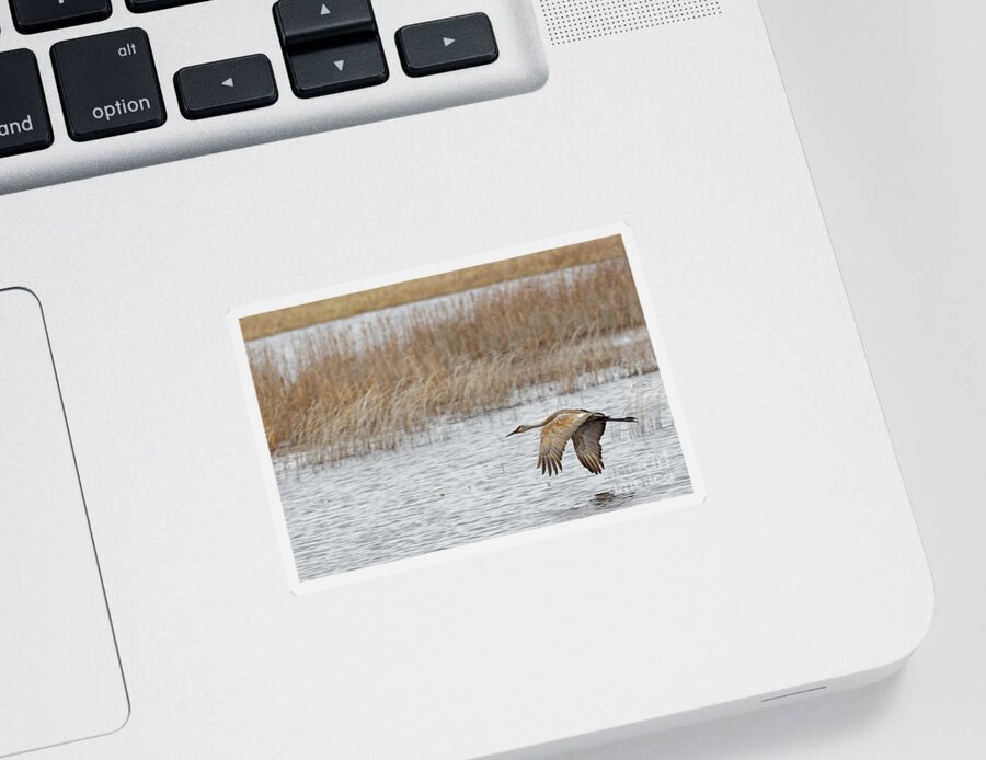 Sandhill Crane Sticker featuring the photograph Sandhill Flight at Crex Meadows by Natural Focal Point Photography