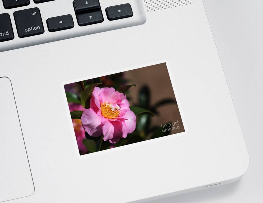 Ericales Sticker featuring the photograph Sasanqua Camellia by Joy Watson