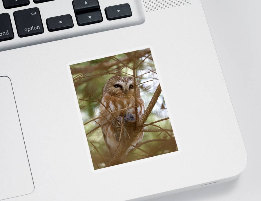 Saw-whet Sticker featuring the photograph Saw-whet Owl on Watch by Flinn Hackett