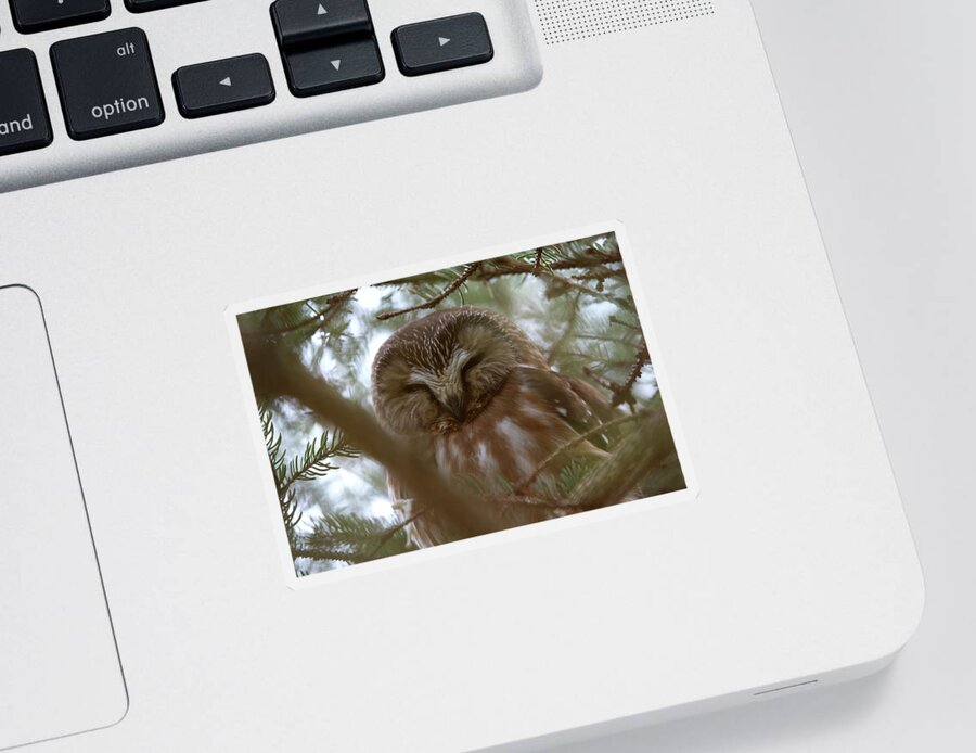 Saw-whet Owl Sticker featuring the photograph Saw Whet Owl Resting by Flinn Hackett