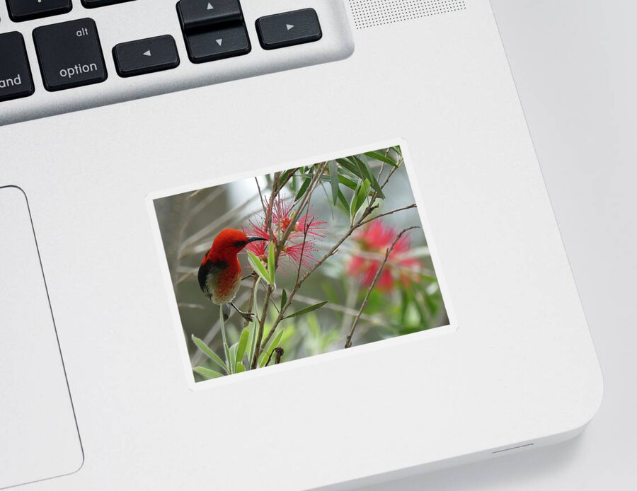 Animals Sticker featuring the photograph Scarlet Honeyeater drinking Nectar from Bottle Brush by Maryse Jansen