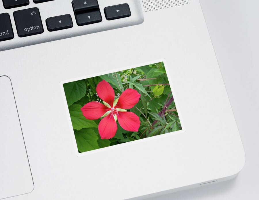  Scarlet Rosemallow Sticker featuring the photograph Scarlet Rosemallow by Bradford Martin