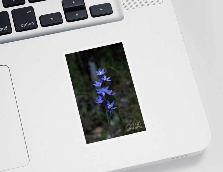 Orchid Sticker featuring the photograph Scented Sun Orchid - thelymitra macrophylla 2 by Elaine Teague