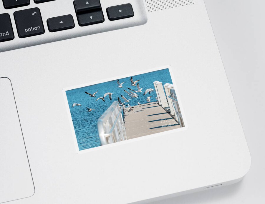 #bird Sticker featuring the photograph Sea Gulls In Flight Venetian Gardens by Philip And Robbie Bracco