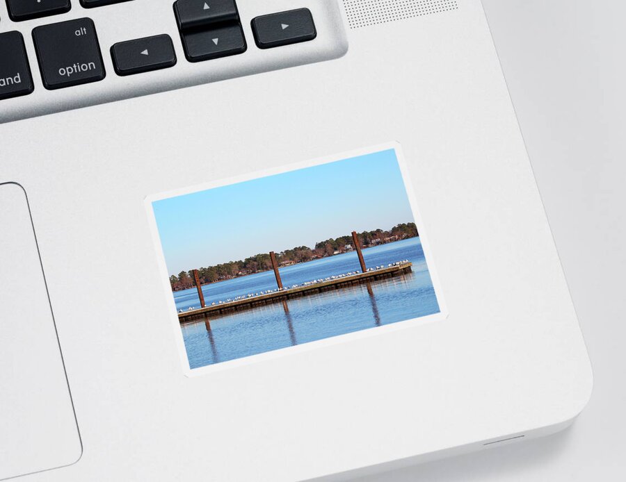 Seagull Sticker featuring the photograph Seagull Gathering On Pier by Cynthia Guinn