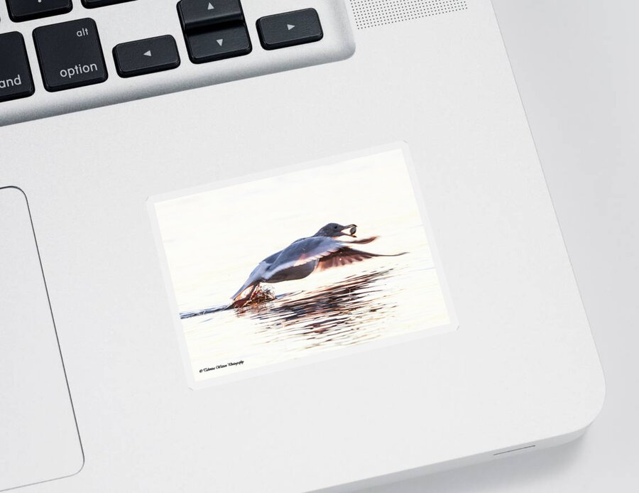 Seagull Sticker featuring the photograph Seagull in flight by Tahmina Watson