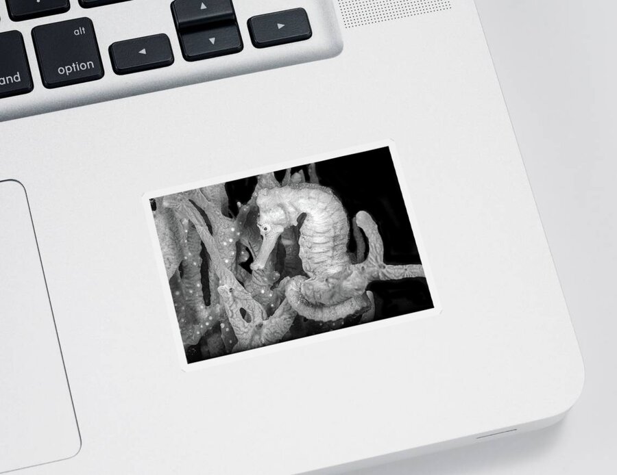 Black Sticker featuring the photograph Seahorse on the Reef Black and White by Debra and Dave Vanderlaan