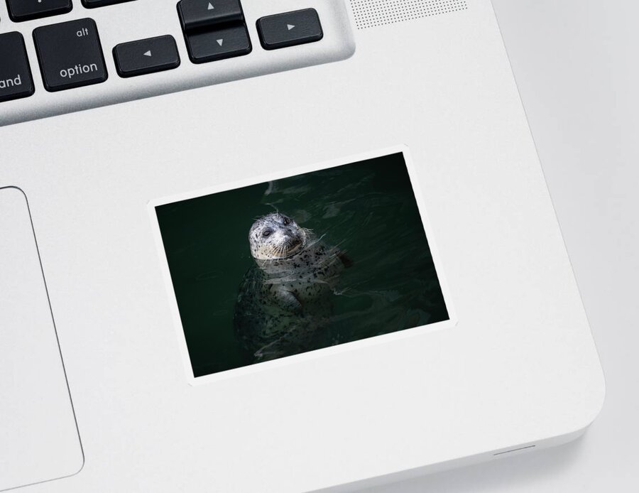 Seal Sticker featuring the photograph Seal in the Harbor by Bill Cubitt