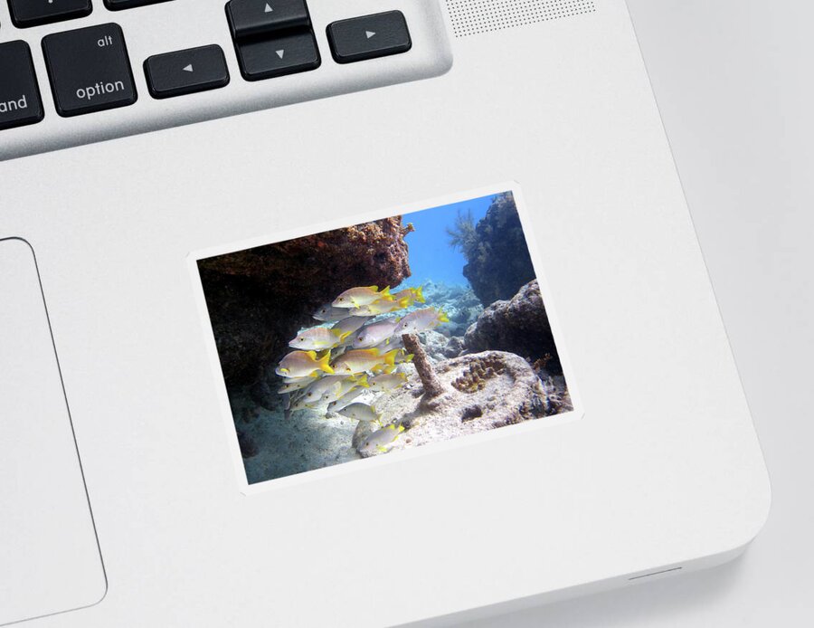 Underwater Sticker featuring the photograph Seascape at Molasses Reef 13 by Daryl Duda