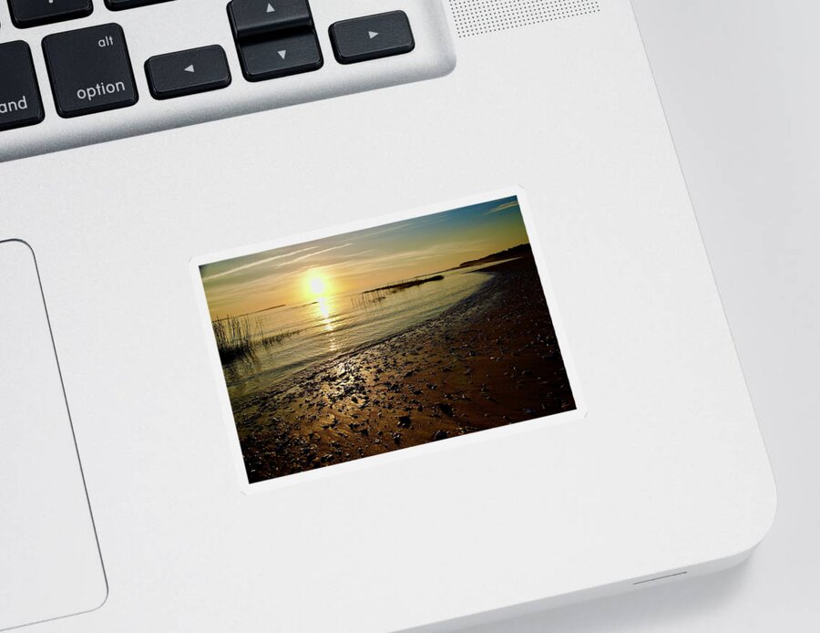 Seashells Sticker featuring the photograph Seashells On A Beach At Sunrise by Dennis Schmidt