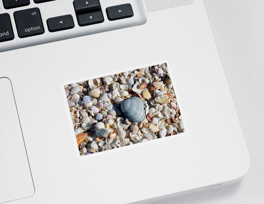 Seashell Sticker featuring the photograph Seashells by Robert Wilder Jr