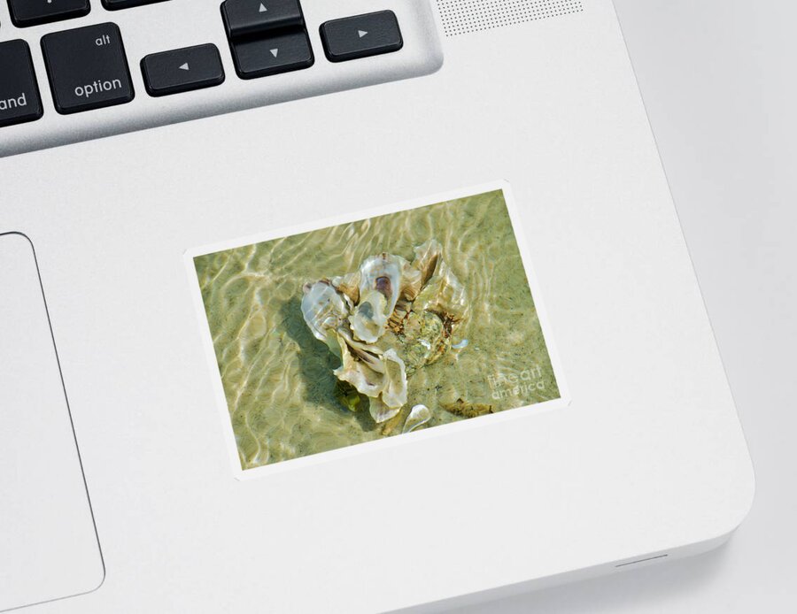 Refraction Sticker featuring the photograph Seashells Seawater Shallows by Debra Banks
