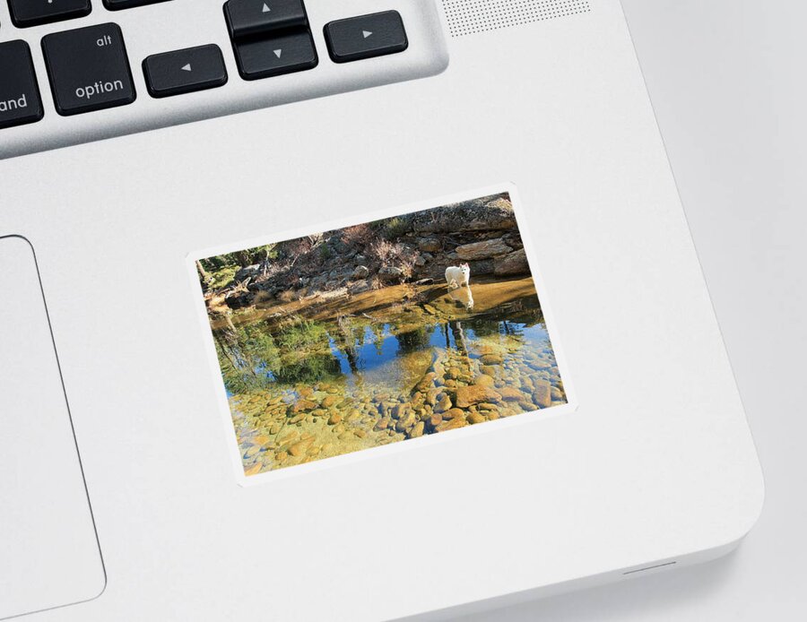 Sierra.stream Sticker featuring the photograph Sekani Autumn Mirror by Sean Sarsfield